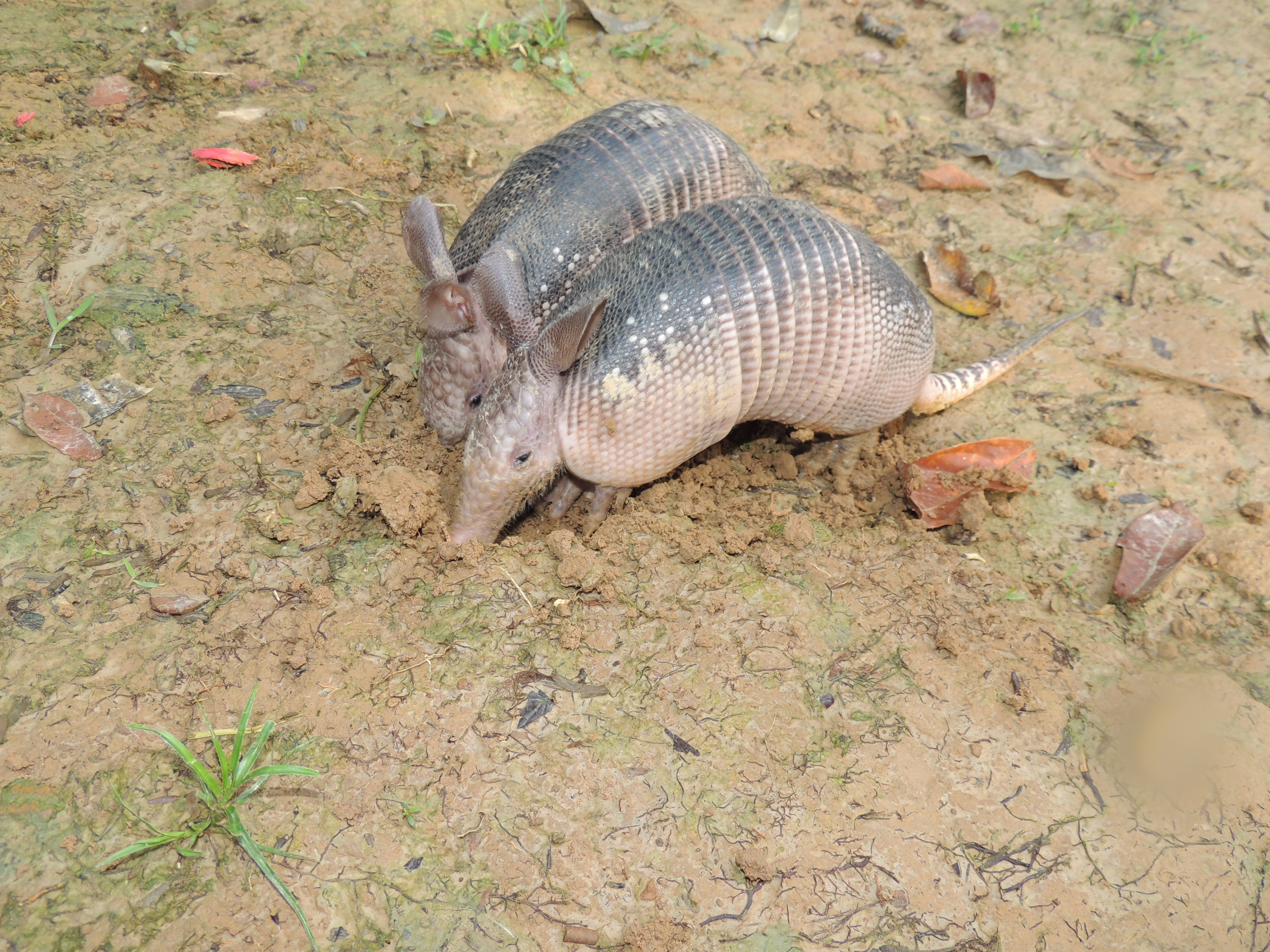 Armadillos